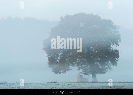 Francia Vandea Mareuil sur Lay Dissais Foto Stock