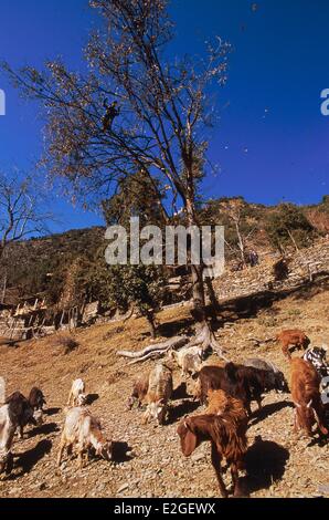 Il Pakistan Khyber Pakhtunkhwa Kalash valli valle Bumburet Krakal village (2150m) caprini al pascolo ai piedi di un leccio foglie che rovesciò giovane pastore montato su albero per scuotere i rami frondosi rimanente in inverno Foto Stock