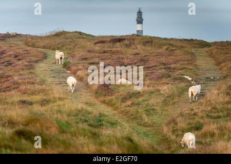 Francia Finisterre isola di Ouessant paesaggio con faro Creac'h e le pecore Foto Stock