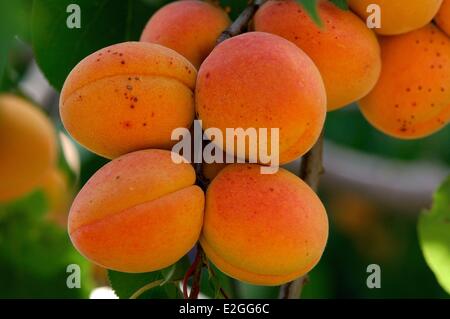 Le albicocche su tree (Prunus armeniaca) Foto Stock