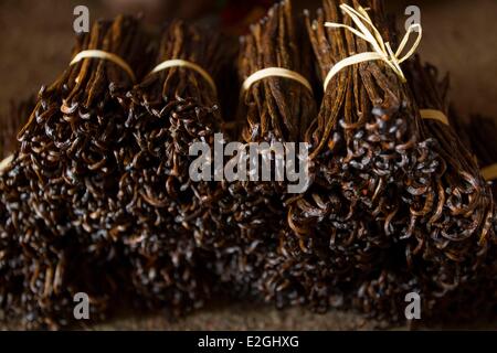 Madagascar Loky-Manambato area protetta Daraina baccelli di vaniglia da agricoltura biologica Foto Stock