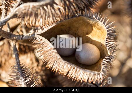 Madagascar Loky-Manambato area protetta Daraina Sahaka lago semi Foto Stock