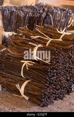 Madagascar Loky-Manambato area protetta Daraina baccelli di vaniglia da agricoltura biologica Foto Stock