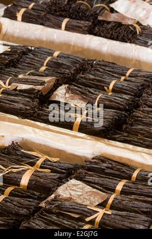 Madagascar Loky-Manambato area protetta Daraina baccelli di vaniglia da agricoltura biologica Foto Stock