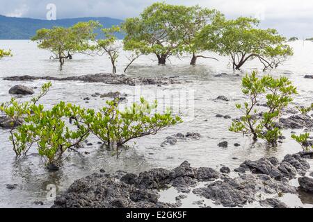 Panama provincia di Veraguas Isla Gobernadora 8 km2 isola situata all'entrata del Golfo di Montijo sulla costa del Pacifico mangrove Foto Stock