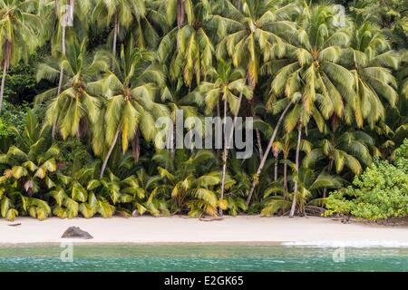 Panama provincia di Veraguas Golfo di Chiriqui Parco Nazionale di Coiba elencati come patrimonio mondiale dall UNESCO dal 2005 Rancheria isola spiaggia orlata di palme Foto Stock