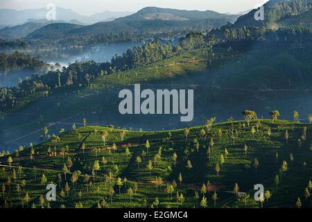 Sri Lanka Provincia Uva Haputale paesaggio collinare ricoperta di alberi e le piantagioni di tè Foto Stock