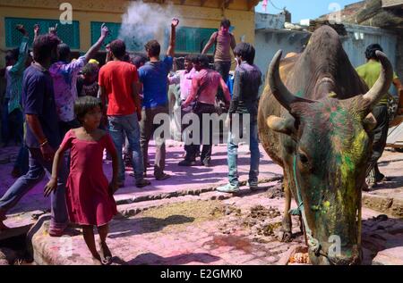 India nello Stato di Uttar Pradesh Barsana gente buttare polvere colorata nelle strade per celebrare l'amore tra Krishna e Radha durante Holi festival celebrazioni Foto Stock