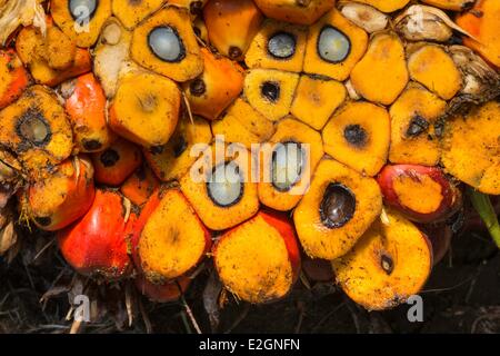 Papua Nuova Guinea nuova isola Gran Bretagna West New Britain provincia Talasea distretto area di Kimbe Garu plantation New Britain Palm Oil Limited olio dado di Palm Foto Stock