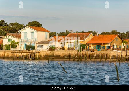 Francia Gironde Bassin d'Arcachon Lege Cap Ferret oyster Piraillan area Foto Stock