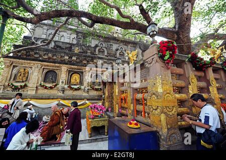 India Bihar membro Bodh Gaya elencati come patrimonio mondiale dall' UNESCO Complesso del tempio di Mahabodhi (risveglio grande tempio) tempio Buddista dove Siddharta Gautama Buddha raggiunti illuminismo persone in preghiera davanti al Banyan Tree Santo Foto Stock