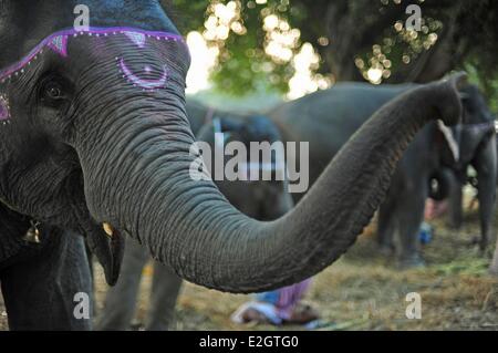 India Bihar membro Patna Sonepur Sonepur Mela bovini Fait (più grande in Asia) Mercato dell'elefante Foto Stock