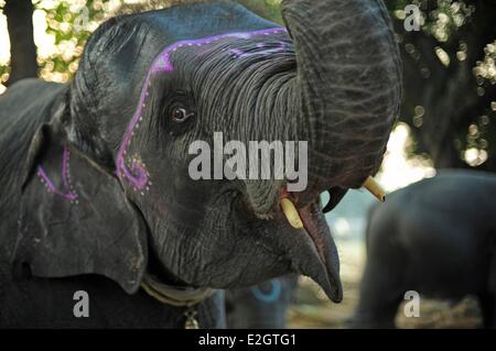 India Bihar membro Patna Sonepur Sonepur Mela bovini Fait (più grande in Asia) Mercato dell'elefante Foto Stock