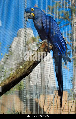 Francia Paris Paris Zoological Park (Zoo de Vincennes) Ara Giacinto (Anodorhynchus hyacinthinus) in Guyana Biozone in background Grand Rock che è punto di riferimento dello zoo di dal 1934 Foto Stock