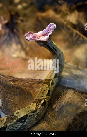 Francia Paris Paris Zoological Park (Zoo de Vincennes) Guyana Biozone in grande Serre (serra) Boa constrictor (Boa constrictor) Foto Stock