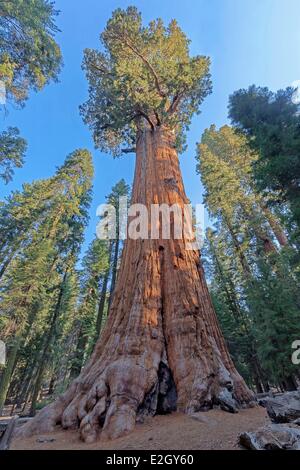 Stati Uniti California Sequoia National Park General Sherman sequoia gigante (Sequoiadendron giganteum) più grande albero nel mondo Foto Stock