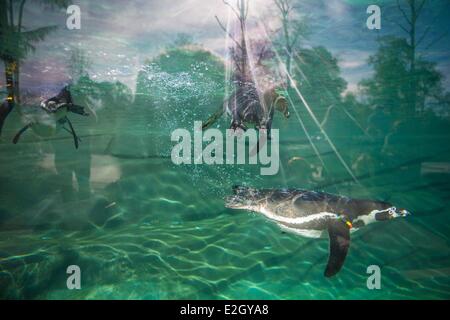 Francia Paris Paris Zoological Park (Zoo de Vincennes) pinguini Humboldt (Spheniscus Humboldti) nel freddo ambiente costiero ricostituita mediante riprap conca circostante Patagonia biozone Foto Stock