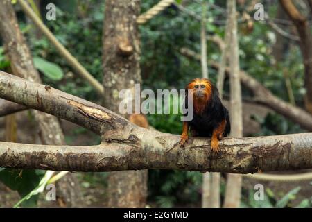 Francia Paris Paris Zoological Park (Zoo de Vincennes) Guyana Biozone in grande Serre (la grande serra) Golden Lion Tamarin testa (Leontopithecus Chrysomelas) Foto Stock