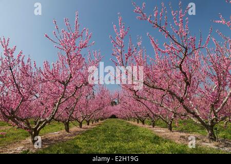 Francia Pirenei Orientali Prades fioritura di peschi Foto Stock