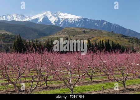 Francia Pirenei Orientali Prades fioritura di peschi e Canigou peak Foto Stock