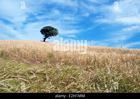 Un solitario querce si trova su un campo agricolo aperto su una collina sull'isola greca di SAMOTHRAKI nel nord Egeo, Tracia, Grecia. Foto Stock