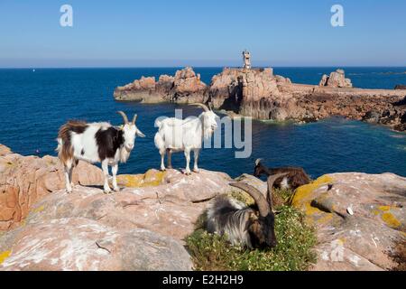 Francia Cotes d'Armor Brehat isola capre sulle rocce vicino Paon faro Foto Stock