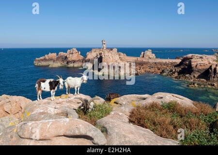 Francia Cotes d'Armor Brehat isola capre sulle rocce vicino Paon faro Foto Stock