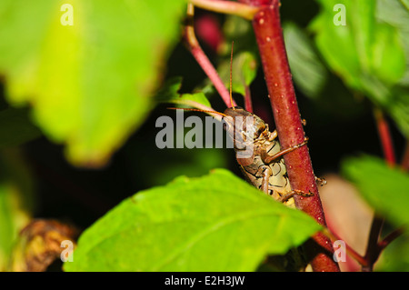 Primo piano di una locusta nascosto in un arbusteto di mangiare nel verde delle foglie di una pianta di corniolo. Foto Stock