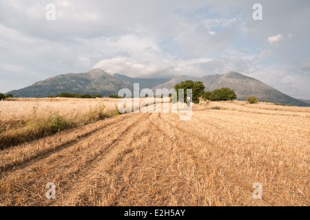 Un querce solita si trova in un campo aperto con montagne sullo sfondo, sull'isola greca di SAMOTHRAKI nel nord Egeo, Tracia, Grecia. Foto Stock