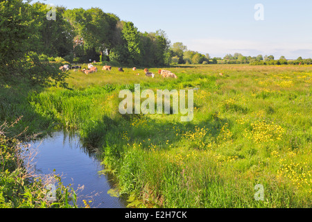 Le mucche in buttercup meadow vicino a Alfriston East Sussex England Regno Unito Foto Stock