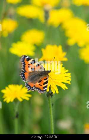 Aglais urticae. Piccola Tartaruga butterfly sul dente di leone in un prato di fiori selvaggi. Regno Unito Foto Stock