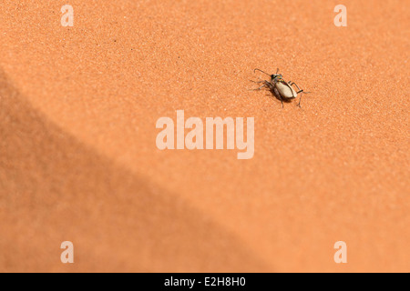 In via di estinzione Coral Pink dune di sabbia Tiger Beetle, Coral Pink Sand Dunes State Park, Utah. Foto Stock