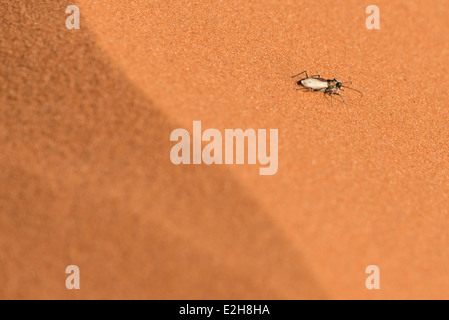 In via di estinzione Coral Pink dune di sabbia Tiger Beetle, Coral Pink Sand Dunes State Park, Utah. Foto Stock