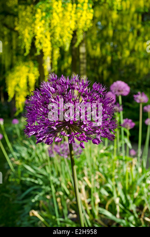 Splendida fioritura allium hollandicum 'viola sensazione' con catena d'oro (il Maggiociondolo) tree in background. Nel giardino. Foto Stock
