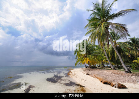Spiaggia solitaria con palme, isola tropicale, Chichime Cays, isole San Blas, Panama Foto Stock