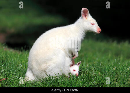 Rosso-un wallaby dal collo (Macropus rufogriseus), Albino, femmina con joey nella sacca, Australia Foto Stock