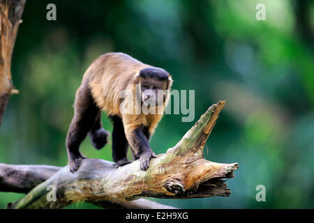 Marrone O CAPPUCCINO Cappuccino Tufted (Cebus apella), Adulto, sull albero, Sud America Foto Stock