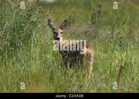 Il capriolo (Capreolus capreolus), doe, in erba alta, Algovia, Baviera, Germania Foto Stock