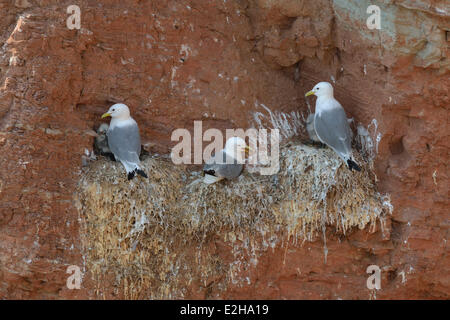 Nero-gambe o Kittiwakes Kittiwake Gabbiani (Rissa tridactyla), Isola di Helgoland, Schleswig-Holstein, Germania Foto Stock