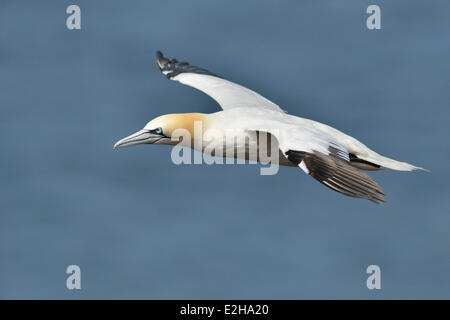 Northern Gannet (Sula bassana), Isola di Helgoland, Schleswig-Holstein, Germania Foto Stock