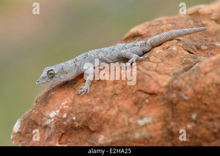 Bow-dita o geco Kotschy's Gecko (Cyrtopodion kotschyi ciliciensis, Mediodactylus kotschyi ciliciensis), Adulto, Lycia Foto Stock