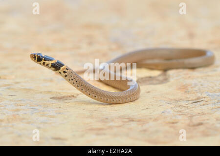 Anello-testa di serpente Nana (Eirenis modesto), i capretti Lycia, Turchia Foto Stock