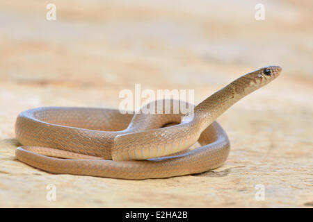 Anello-testa di serpente Nana (Eirenis modesto), Adulto, Lycia, Turchia Foto Stock