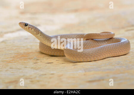 Anello-testa di serpente Nana (Eirenis modesto), Adulto, Lycia, Turchia Foto Stock