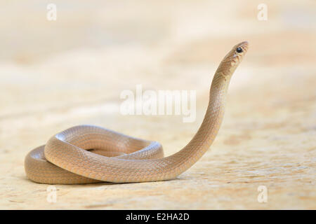 Anello-testa di serpente Nana (Eirenis modesto), Adulto, Lycia, Turchia Foto Stock