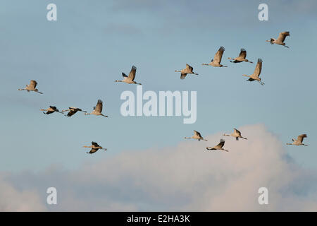 Gru comune (grus grus) in volo, Meclemburgo-Pomerania, Germania Foto Stock