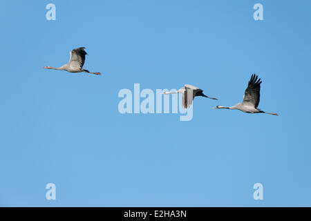 Gru comune (grus grus) in volo, un bambino e due uccelli adulti, Meclemburgo-Pomerania, Germania Foto Stock