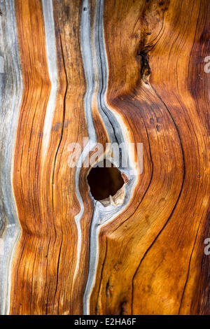 Morto il cembro (Pinus cembra), dettaglio Foto Stock