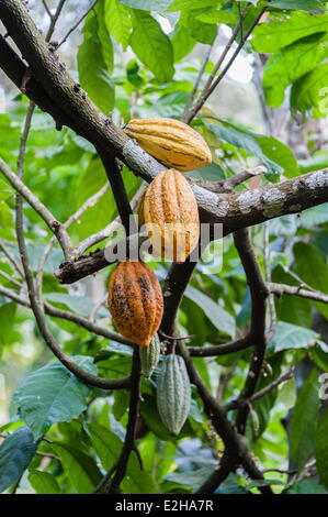 Albero del cacao (Theobroma cacao) con giallo frutti di cacao, giardino delle spezie, Kumily Kerala, India Foto Stock