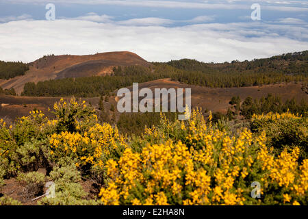 Gorse in piena fioritura, fiori di colore giallo, nero campagna nei pressi del Pico Birigiyo vulcano, la Palma Isole Canarie Spagna Foto Stock